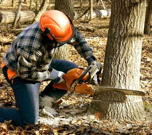 Tree Removal in Seeley Lake, MT